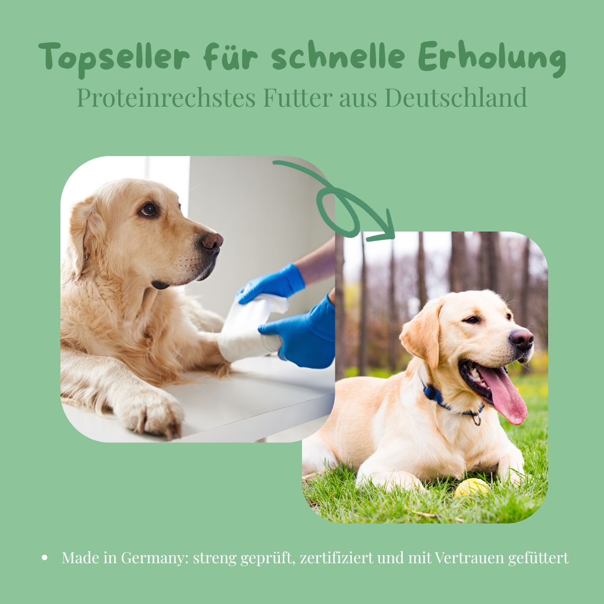 Peptide+ | Natürlich deine Hundegesundheit stärken